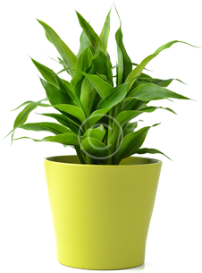 plant