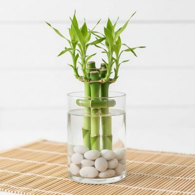 Lucky Bamboo